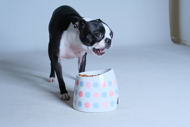 ご飯をたべる犬の写真