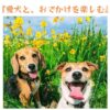 愛犬と、おでかけを楽しむのアイキャッチ画像