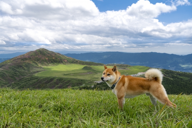 犬といい景色の写真